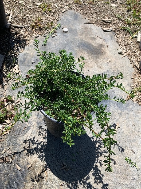 Photo for Myoporum parvifolium 'Pink' (Pink Australian Racer, Pink Groundcover Myoporum)