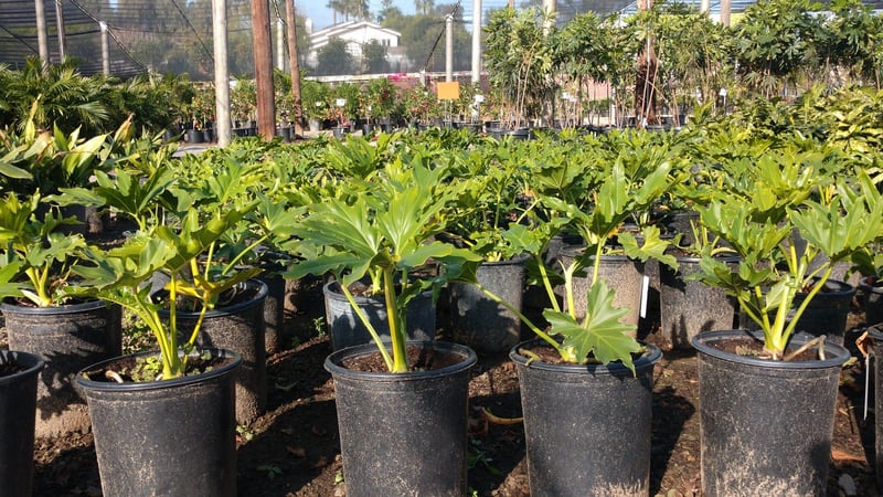 Photo for Philodendron selloum (Tree philodendron)