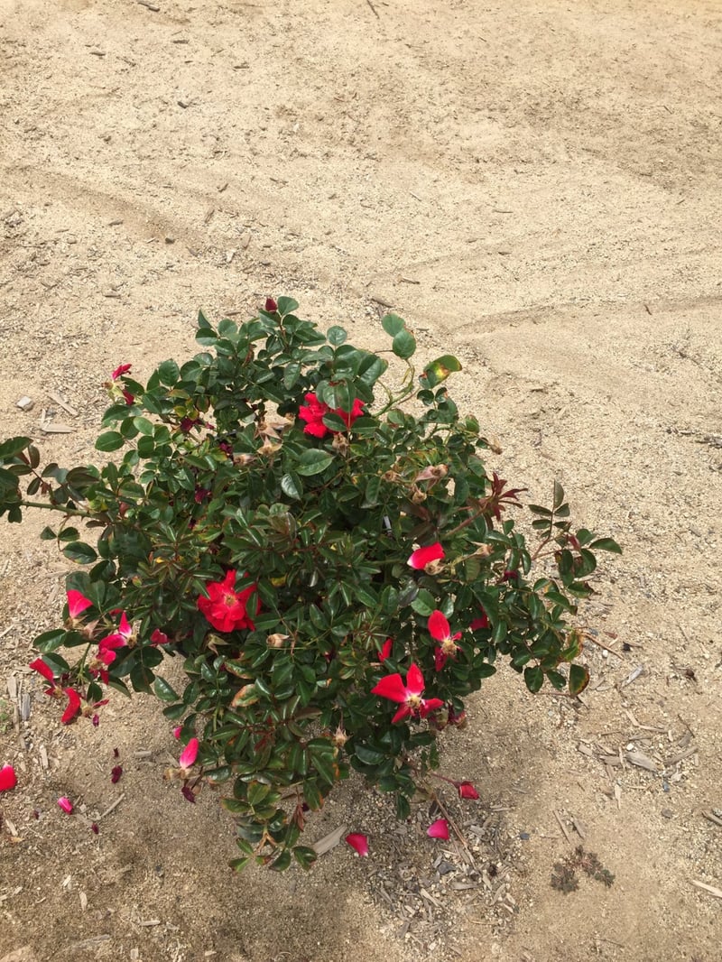 Photo for Rosa 'Red Ribbons' (Red Ribbons Groundcover Rose)
