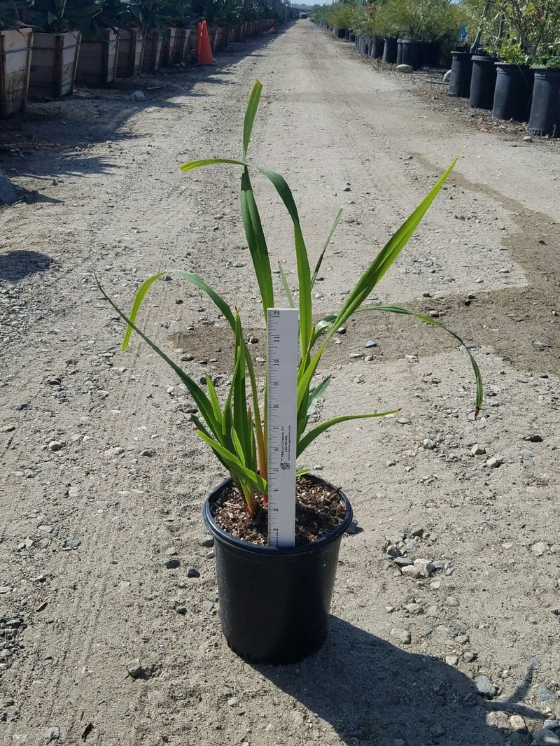 Photo for Dianella tasmanica 'Tasred' (Tasred Flax Lily)