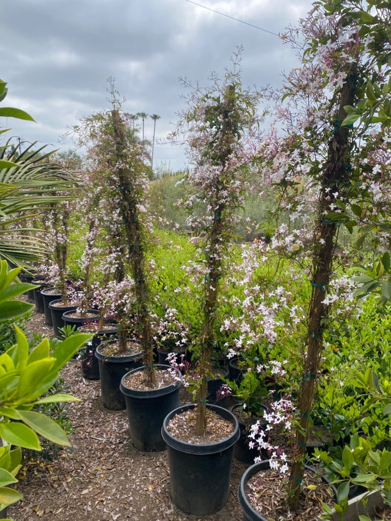 Photo for Jasminum polyanthum (Staked) (Pink Jasmine)