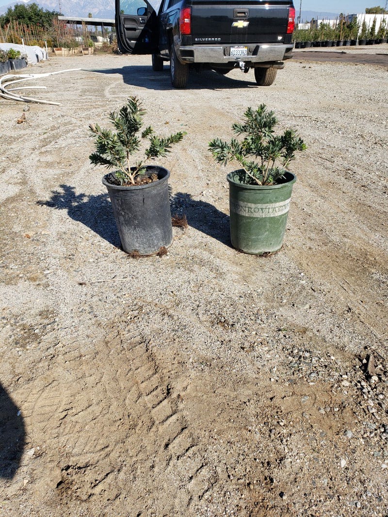Photo for Callistemon viminalis 'Little John' (Little John Weeping Bottlebrush)