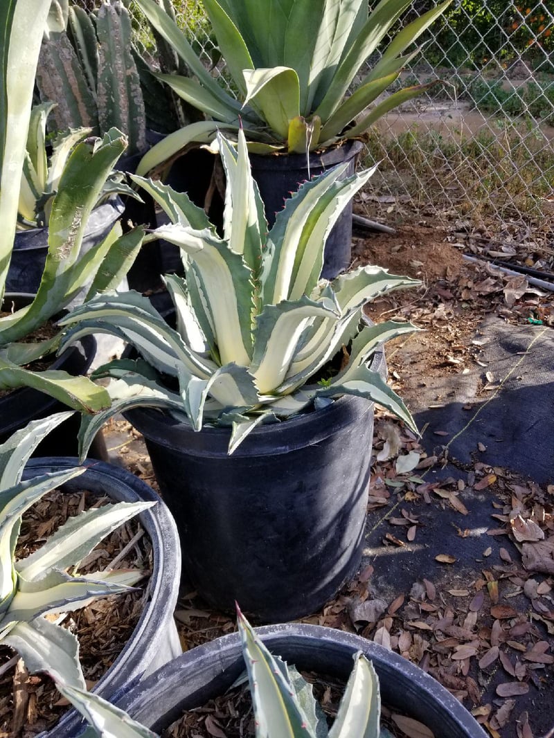 Photo for Agave americana var. 'Mediopicta Alba' (White Striped Century Plant)