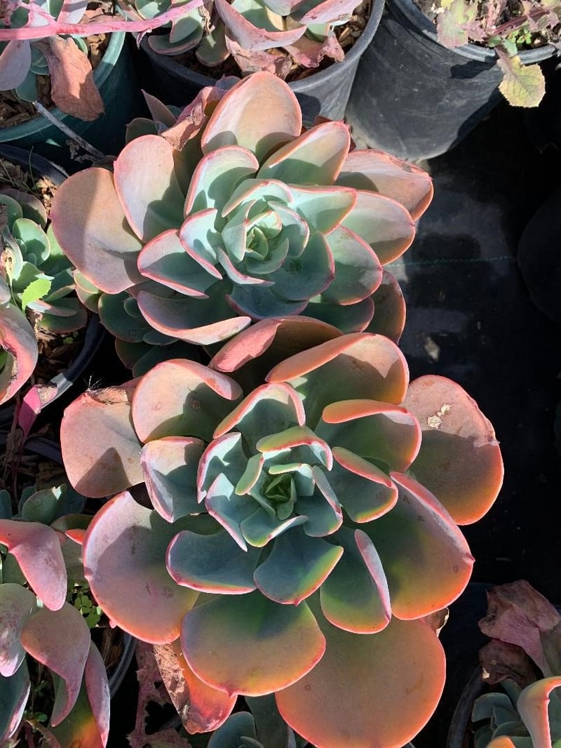 Photo for Echeveria 'Blue Sky' (Blue Sky Echeveria)