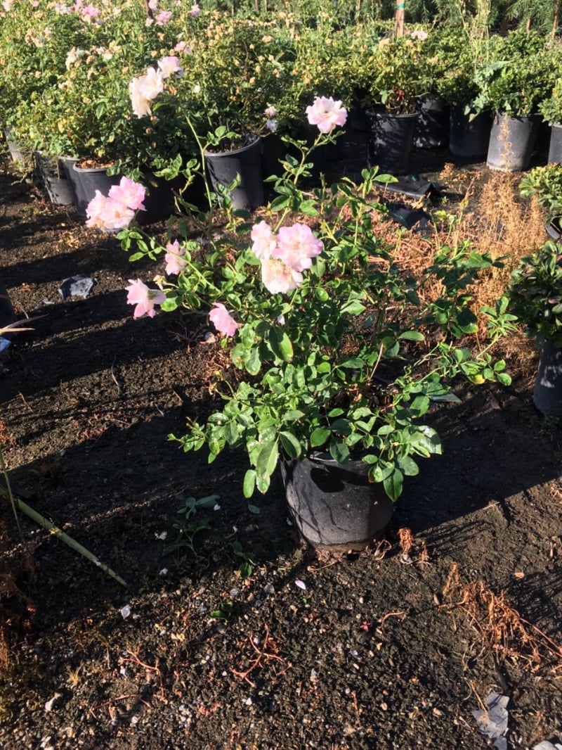Photo for Rosa 'Brilliant Pink Iceberg' (Brilliant Pink Iceberg Shrub Rose)