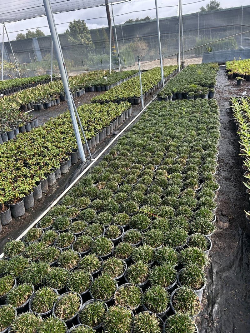 Photo for Ophiopogon japonicus 'Nanus' (Dwarf Mondo Grass)