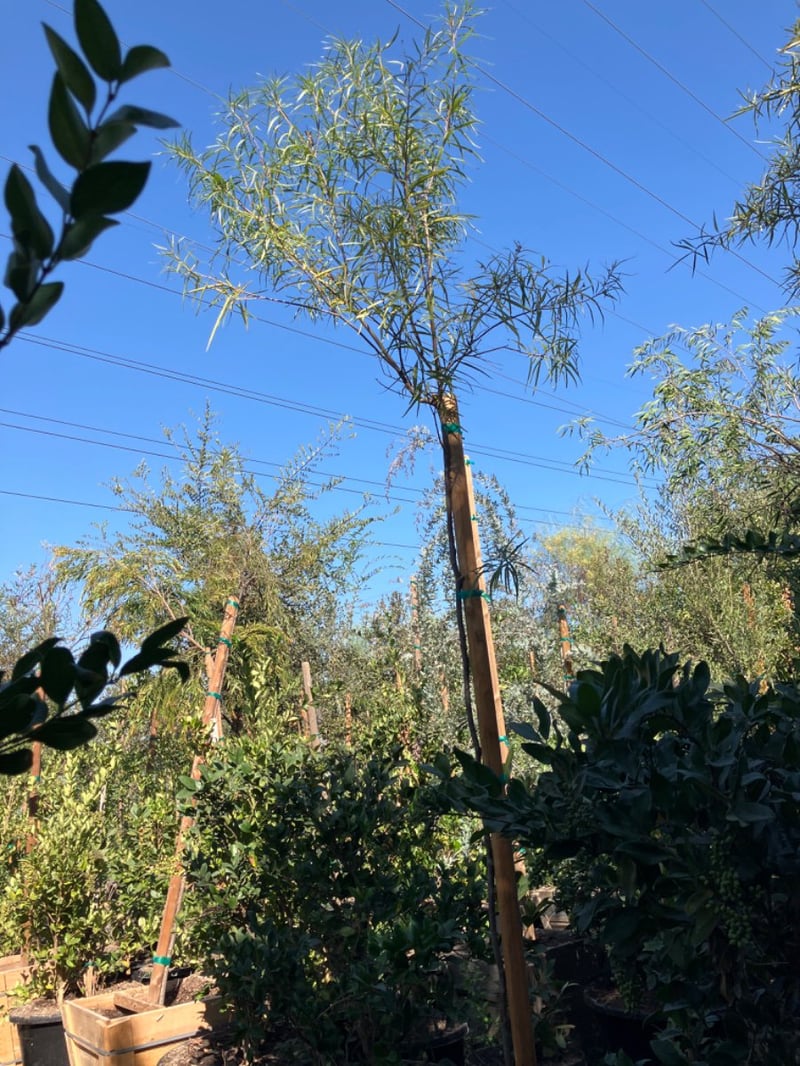 Photo for Prosopis chilensis (Standard) (Thornless Chilean Mesquite)
