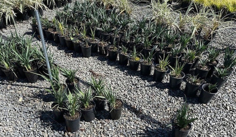 Photo for Dianella caerulea 'Cassa Blue' (Cassa Blue Flax Lily)