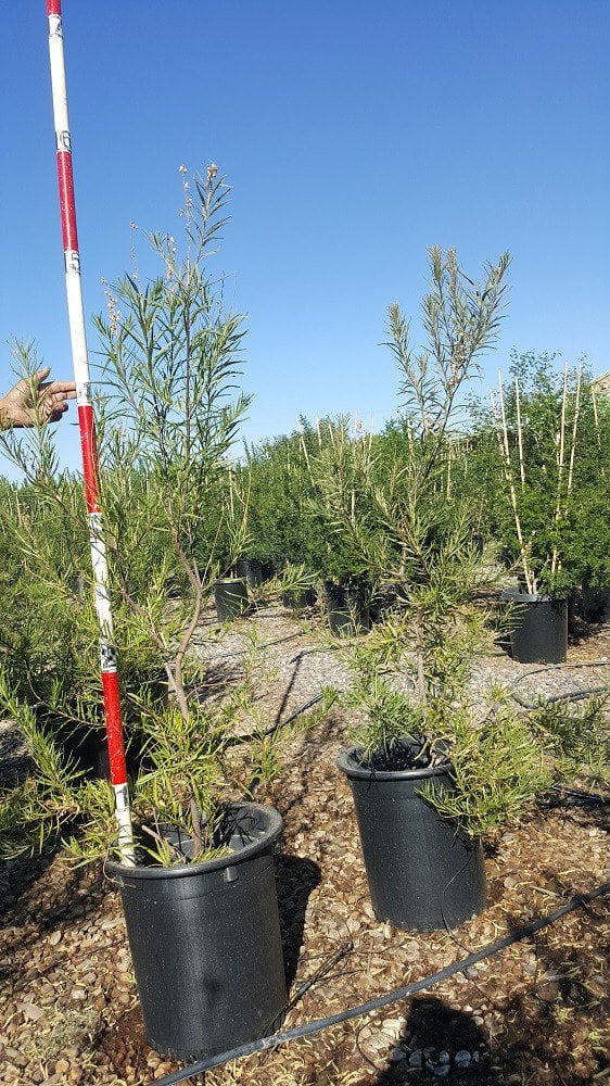Photo for Chilopsis linearis Art's Seedless (Seedless Desert Willow)