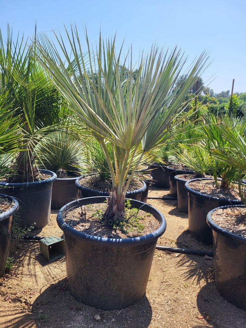 Photo for Brahea armata (Blue Hesper Palm, Mexican Blue Palm)