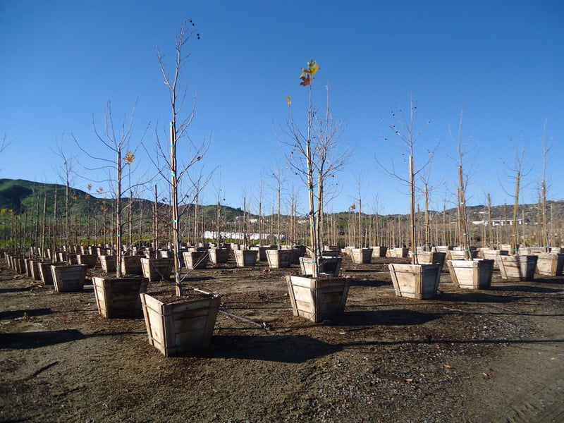 Photo for Platanus racemosa (Low Branch) (California Sycamore)