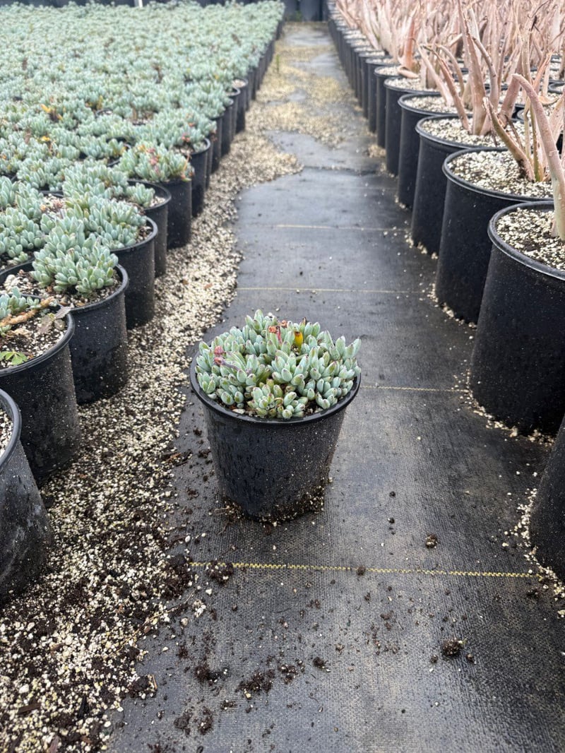 Photo for Senecio serpens (Blue Chalksticks)