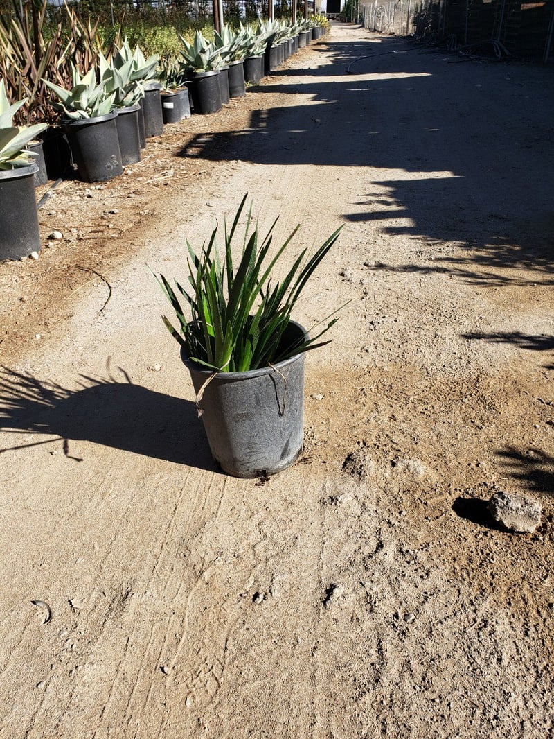 Photo for Anigozanthos flavidus (Kangaroo Paw)
