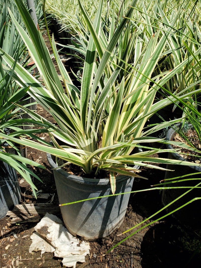 Photo for Dianella revoluta ‘Variegata’ (Variegated Dianella)