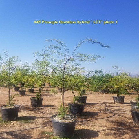 Photo for Prosopis Thornless Hybrid ‘AZT’ (AZT Thornless Mesquite)