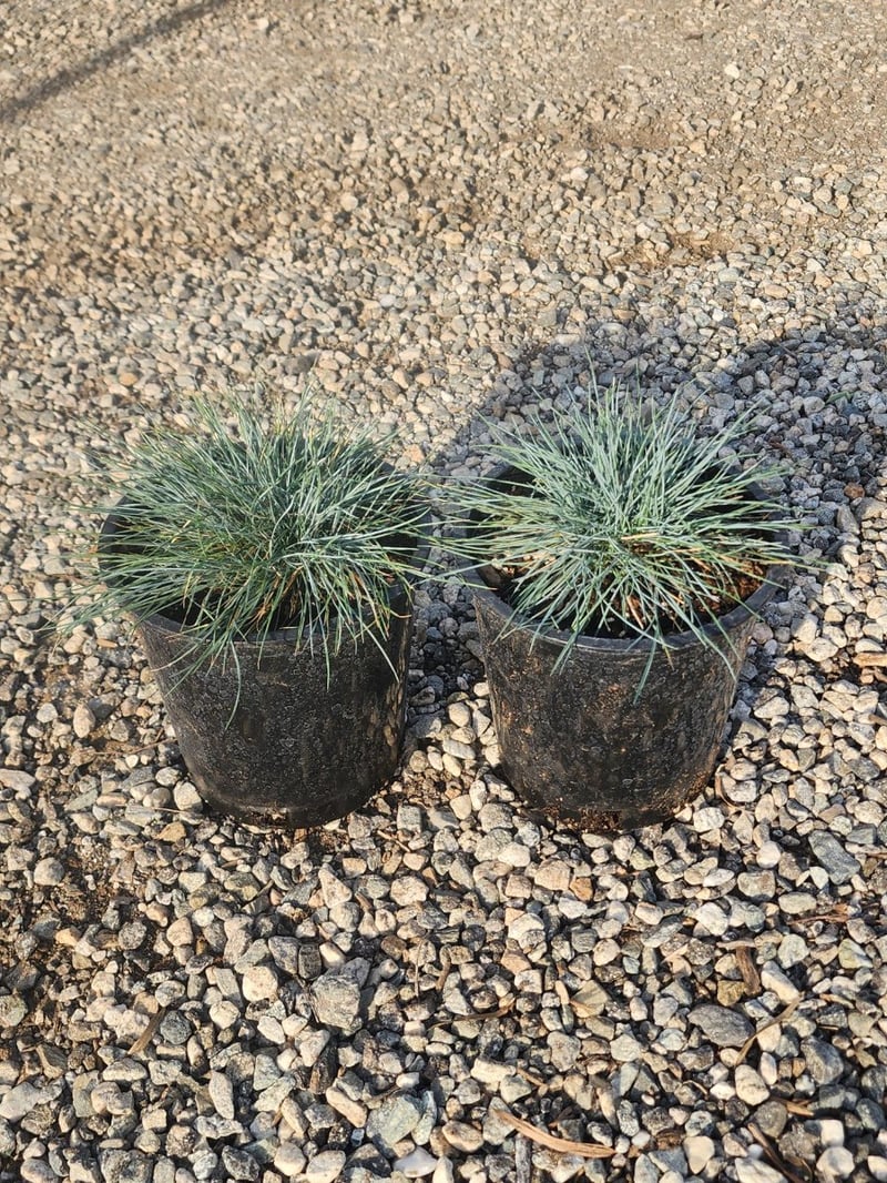 Photo for Festuca glauca (Blue Fescue)