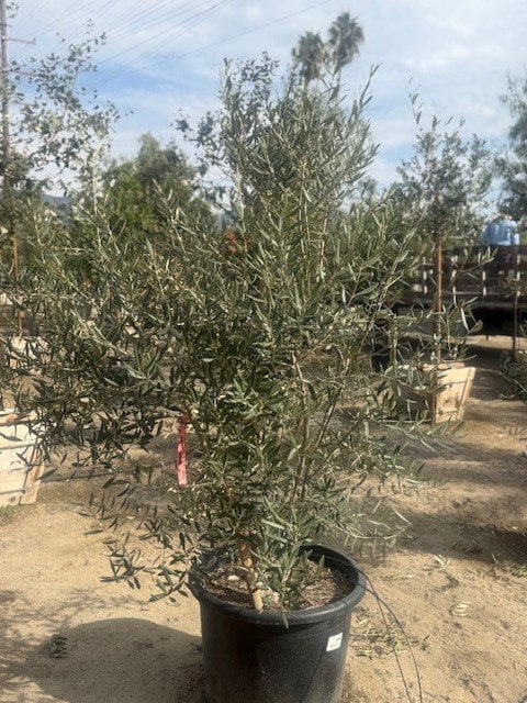 Photo for Olea europaea 'Swan Hill' (Swan Hill Olive)
