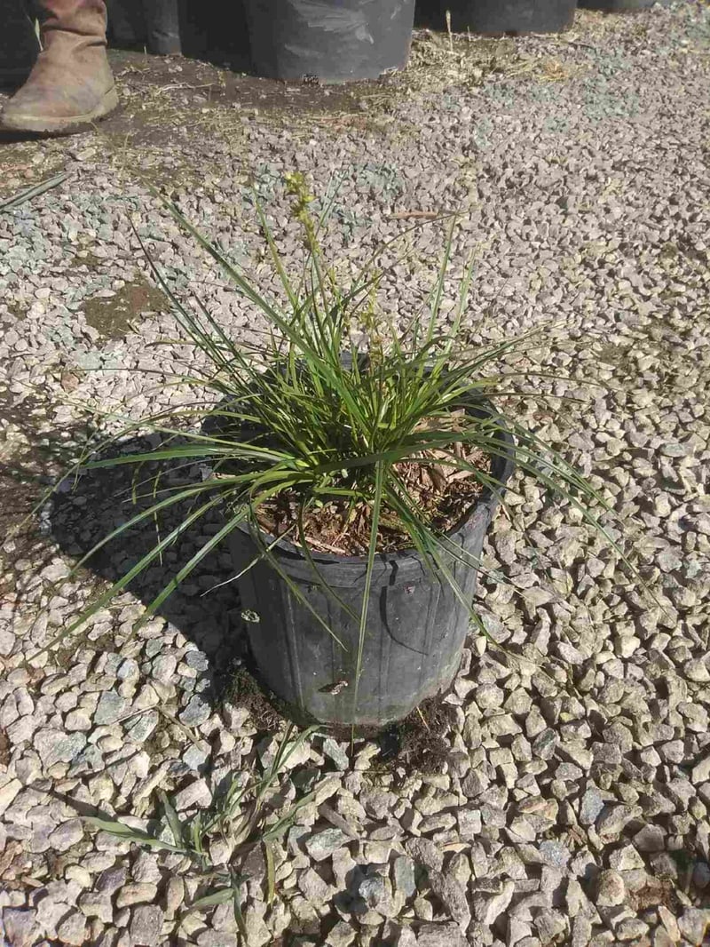Photo for Carex praegracilis (California Field Sedge)