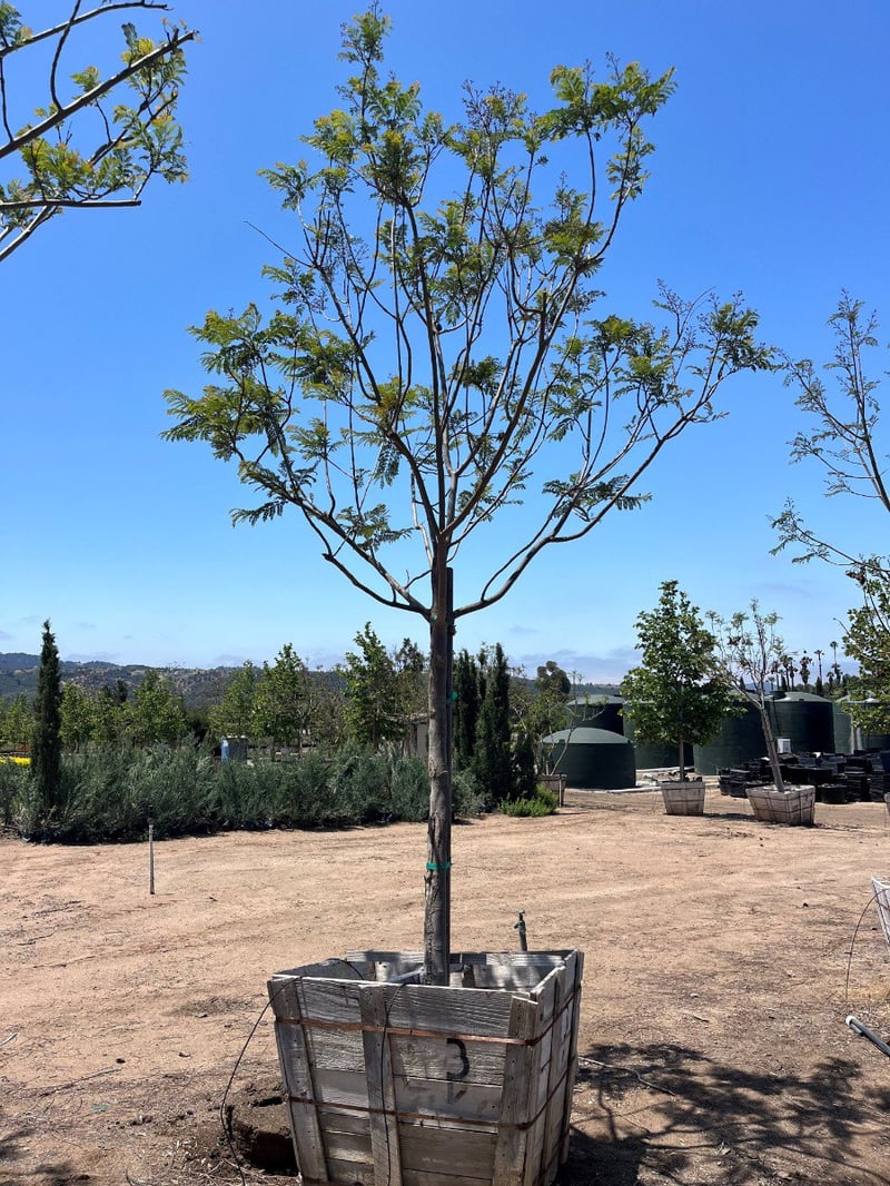 Photo for Jacaranda mimosifolia (Standard) (Jacaranda)