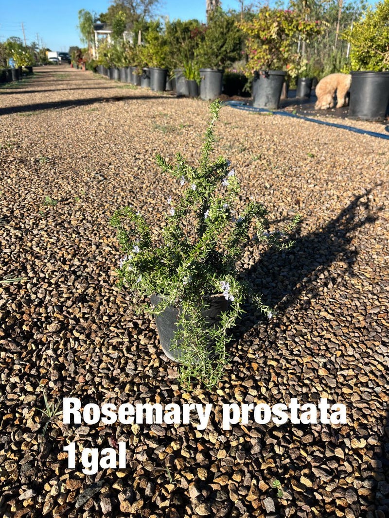 Photo for Rosmarinus officinalis 'Prostratus' (Trailing Rosemary)