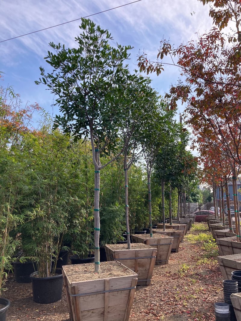 Photo for Cupaniopsis anacardioides (Standard) (Carrotwood)