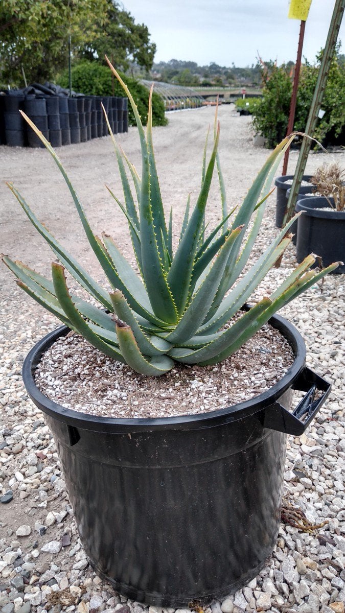 Photo for Aloe salm-dyckiana (Salm-Dyckiana Aloe)