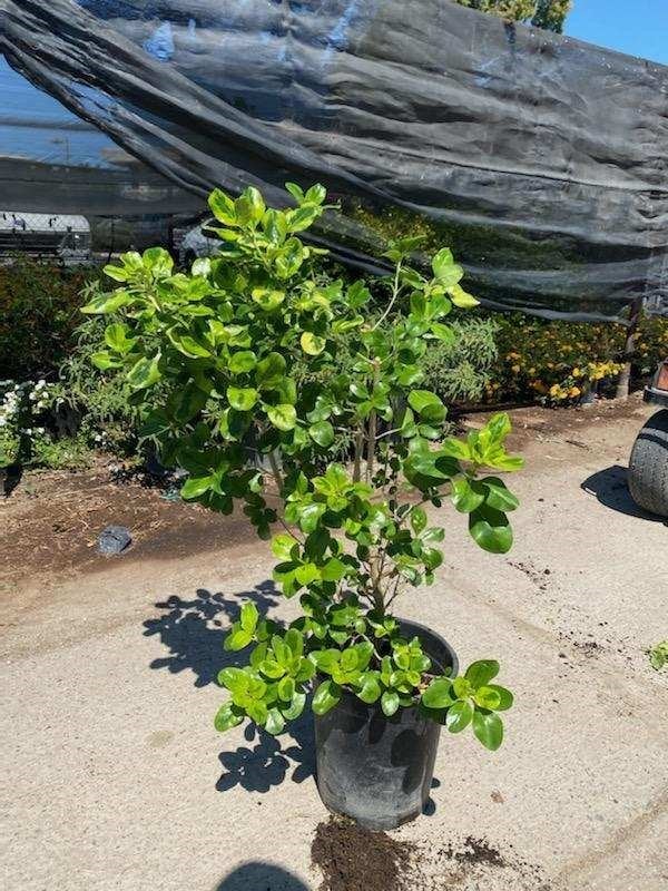 Photo for Coprosma repens 'Taupata Gold' (Gold Splash Mirror Plant)