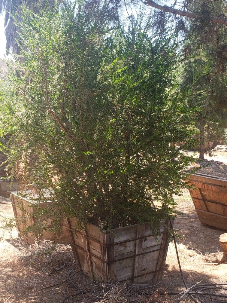 Photo for Melaleuca nesophila (Low Branch) (Pink Melaleuca)
