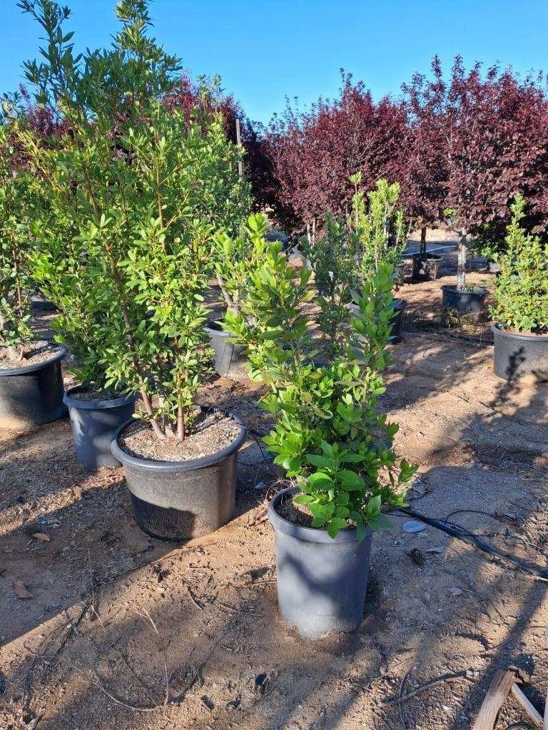 Photo for Laurus nobilis (Bush) (Sweet Bay Laurel)