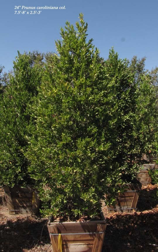 Photo for Prunus caroliniana (Carolina Cherry Laurel)
