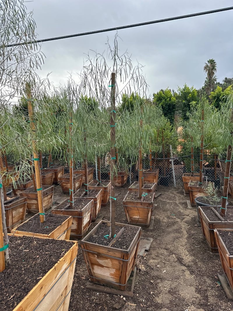 Photo for Geijera parviflora (Australian Willow)