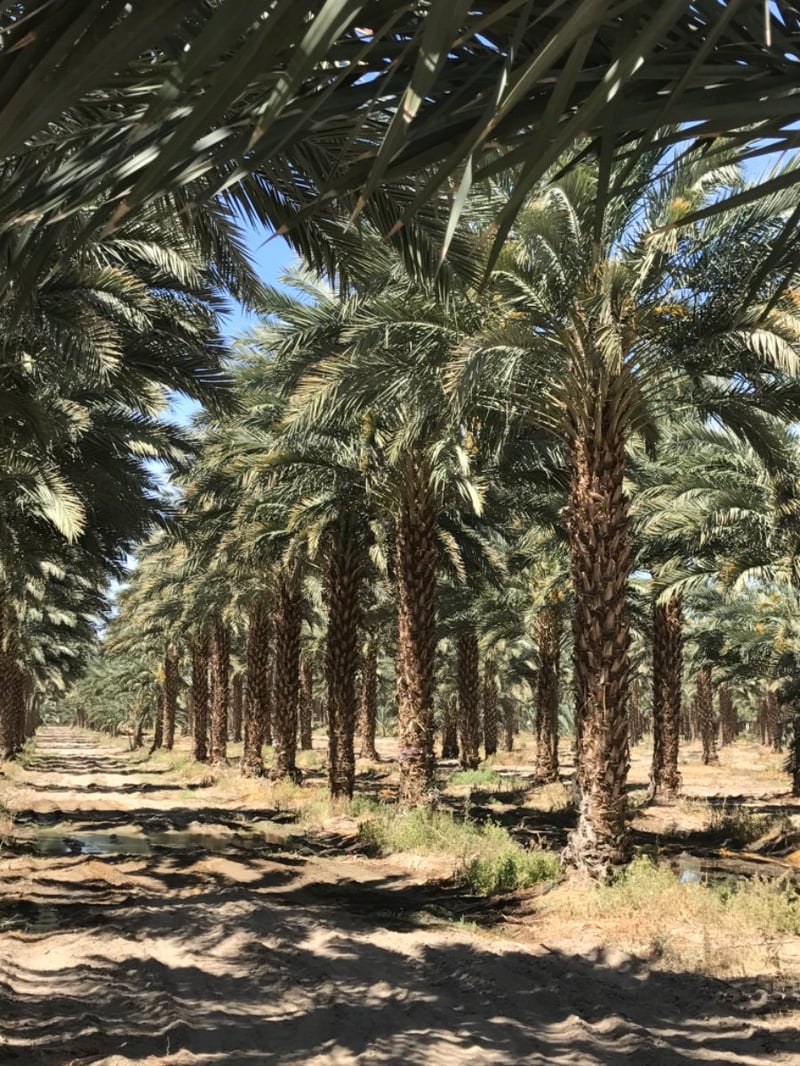 Photo for Phoenix dactylifera 'Deglet Noor' (Deglet Noor Date Palm)