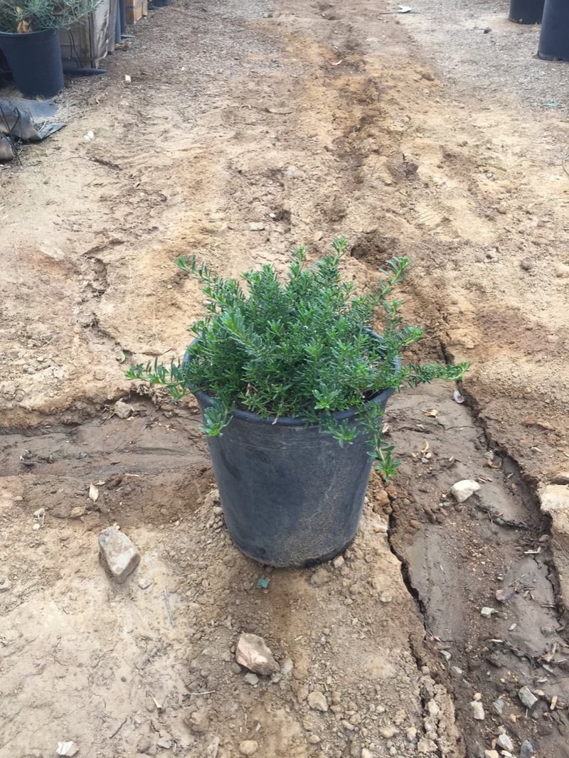 Photo for Myoporum parvifolium 'Putah Creek' (Creeping Myoporum)