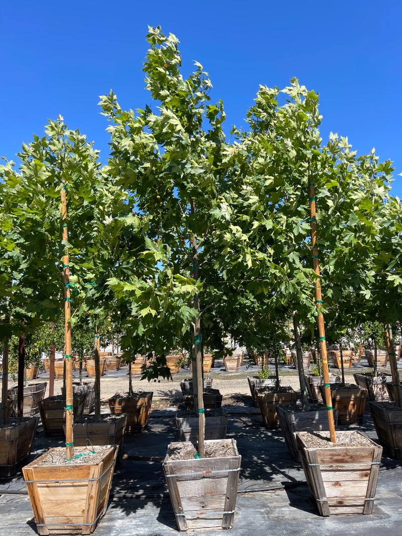 Photo for Platanus acerifolia 'Columbia' (London Plane Tree)