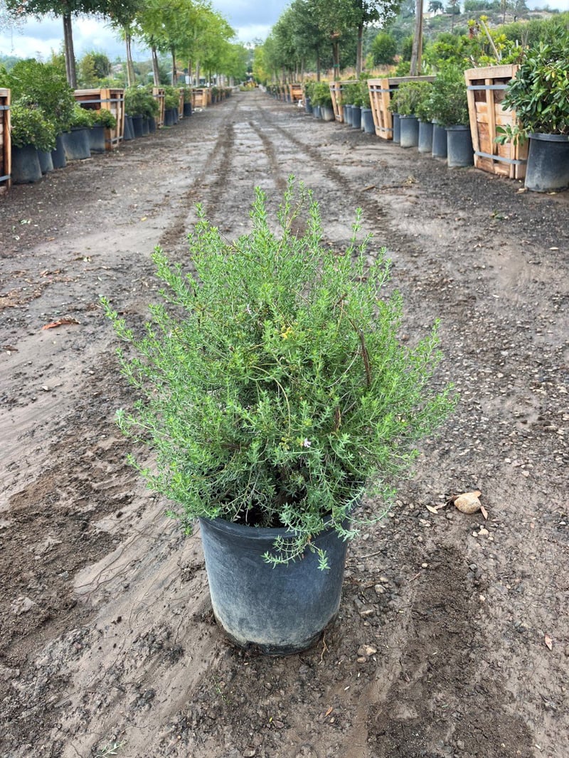 Photo for Westringia fruticosa 'Blue Gem' (Blue Gem Coast Rosemary)