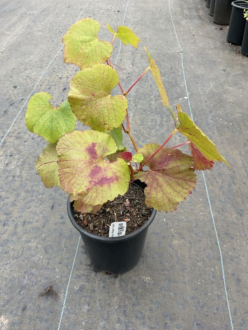 Photo for Vitis 'Roger's Red' (Roger's California Grape)