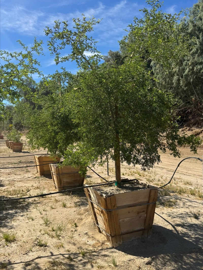 Photo for Pithecellobium flexicaule  (Ebenopsis ebano) (Texas Ebony)