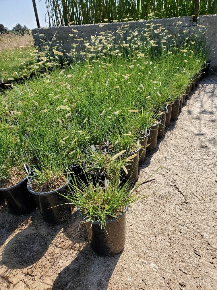 Photo for Bouteloua gracilis (Blue Gramma Grass)