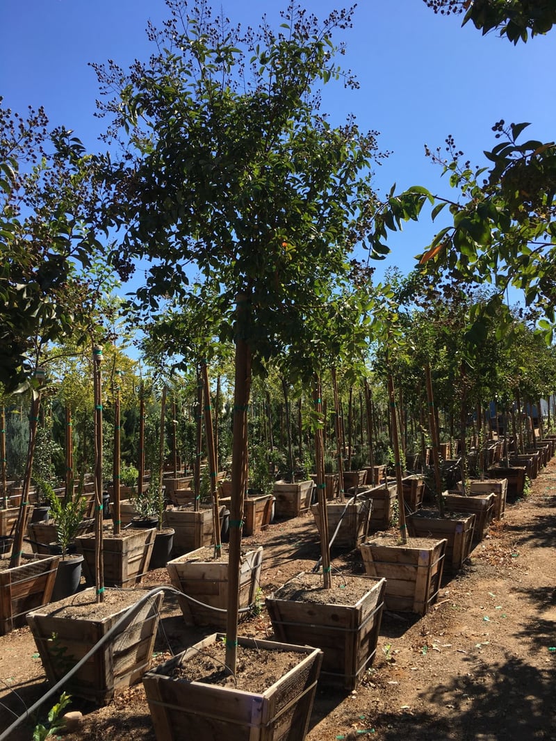 Photo for Lagerstroemia indica x fauriei 'Muskogee' (Muskogee Crape Myrtle)