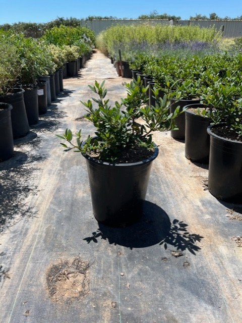 Photo for Rhamnus californica (Coffeeberry)