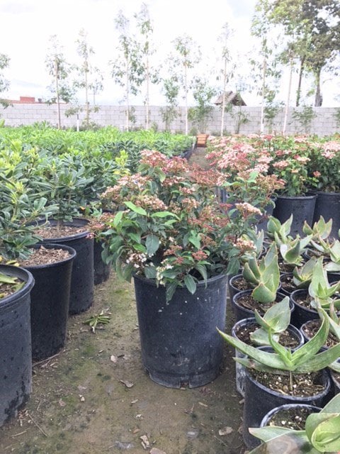 Photo for Viburnum tinus ‘Spring Bouquet’ (Spring Bouquet Laurustinus)