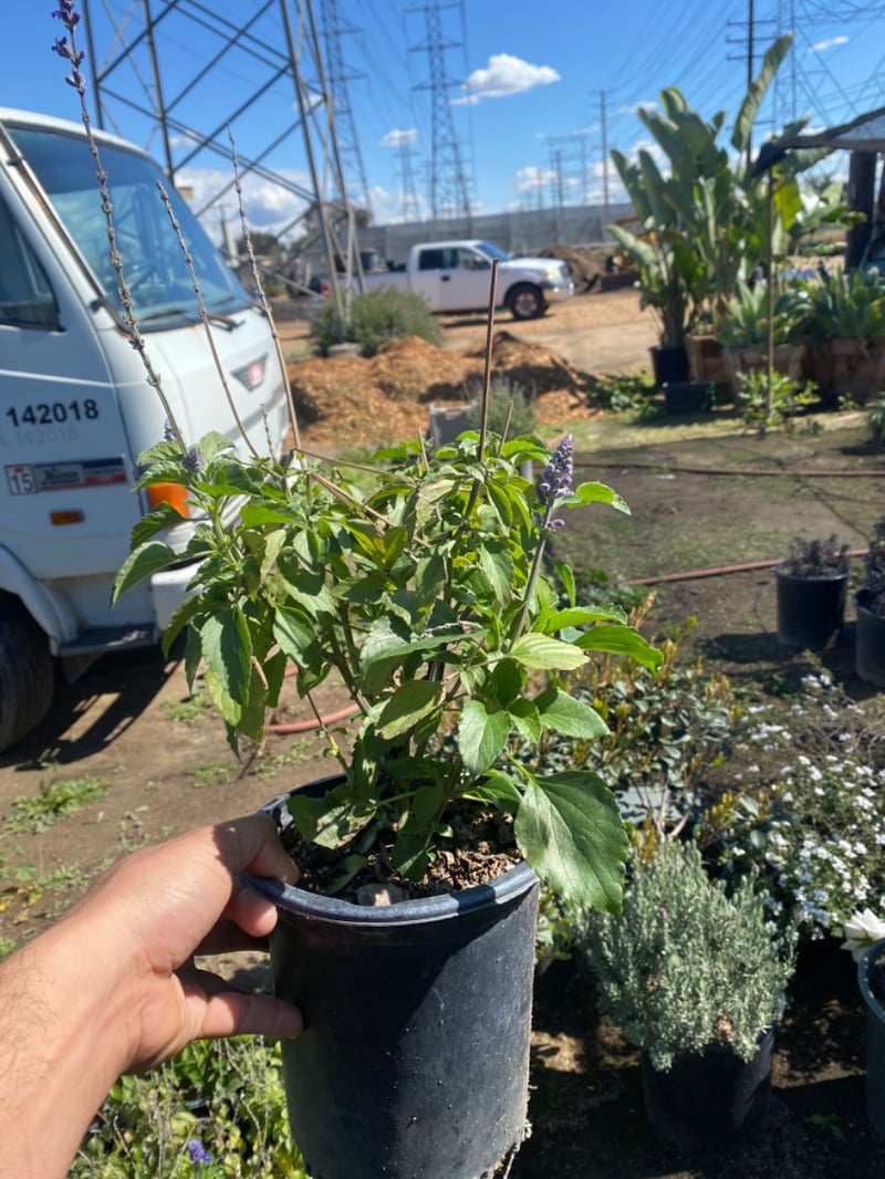 Photo for Salvia ‘Mystic Blue Spires’ (Dwarf Mystic Blue Spires Sage)