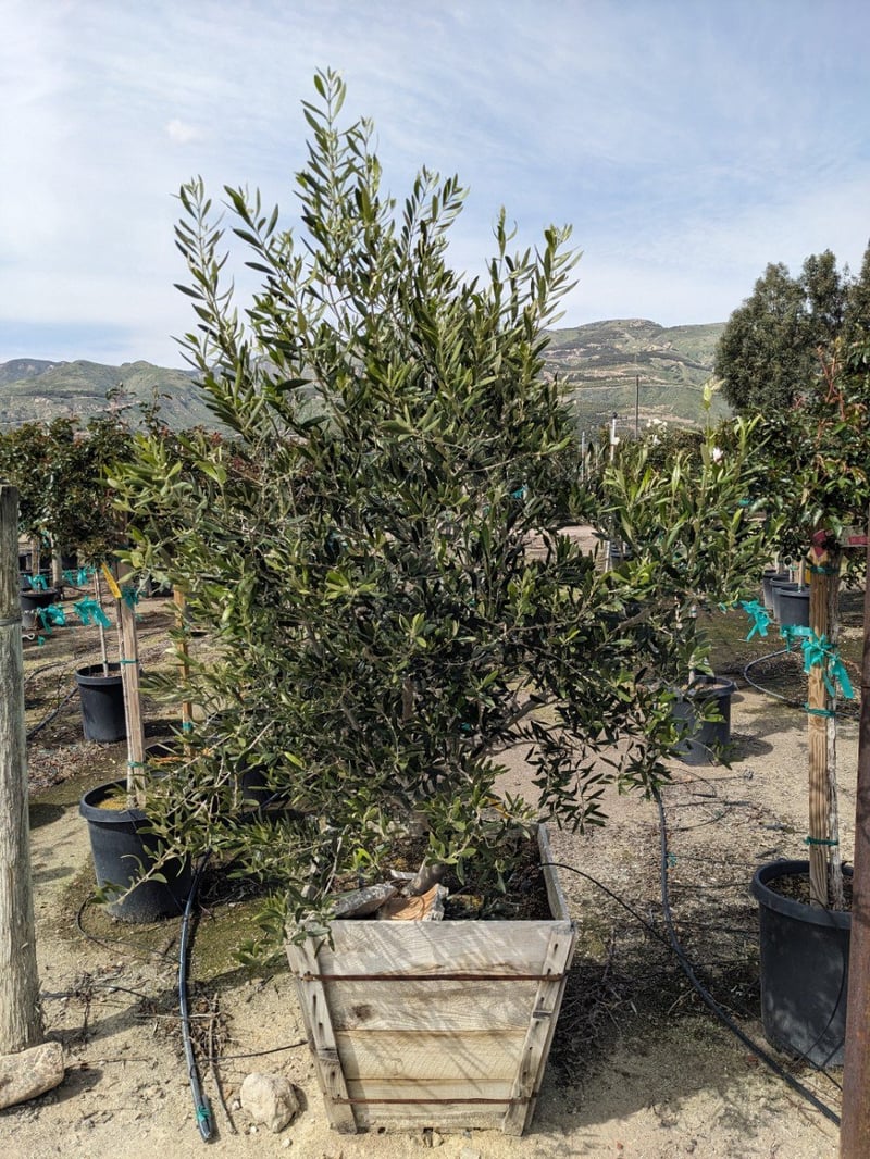 Photo for Olea europaea (Multi) (Olive Tree)