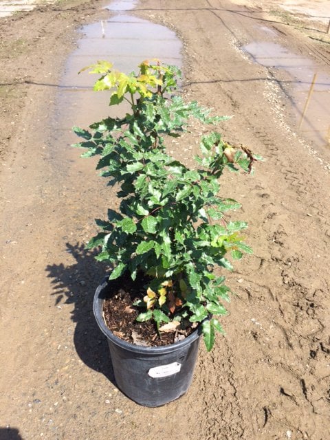 Photo for Mahonia aquifolium (Oregon Grape Holly)
