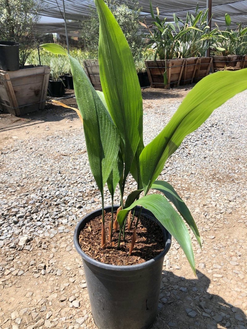 Photo for Aspidistra elatior (Cast Iron Plant)