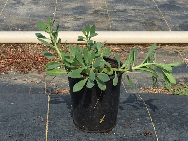 Photo for Calandrinia spectabilis (Rock Purslane)
