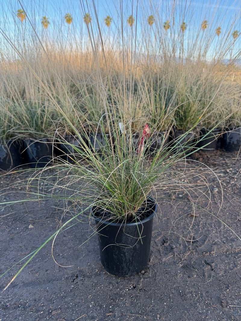 Photo for Muhlenbergia dubia (Pine Muhly)