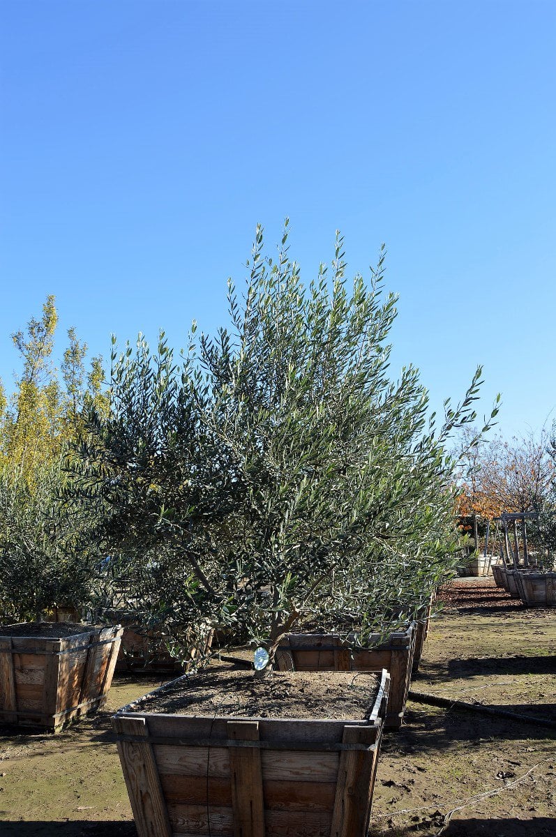 Photo for Olea europaea 'Swan Hill' (Multi) (Swan Hill Fruitless Olive)