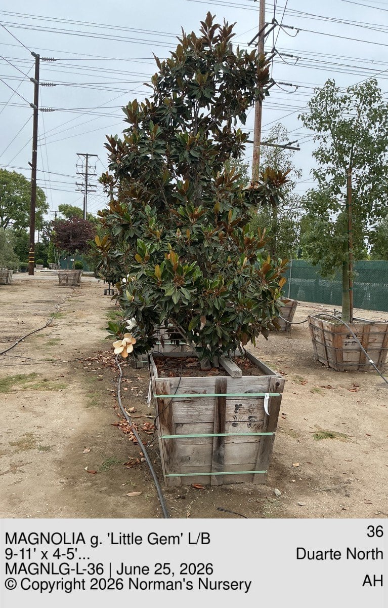 Photo for Magnolia grandiflora 'Little Gem' (Low Branching) (Little Gem Dwarf Magnolia)