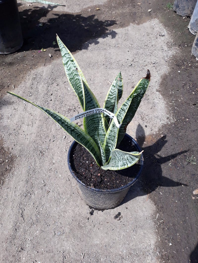 Photo for Sansevieria trifasciata 'Laurentii' (Striped Mother-in-law's Tongue)